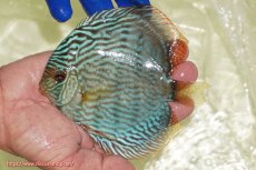 画像1: 【ワイルドディスカス】【通販】【未開の新産地個体】ラーゴサポ スーパーロイヤル【個体販売】12〜13cm（生体）ラーゴサポ産 (1)