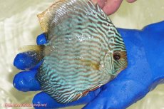 画像2: 【ワイルドディスカス】【通販】【未開の新産地個体】ラーゴサポ スーパーロイヤル【個体販売】12〜13cm（生体）ラーゴサポ産 (2)