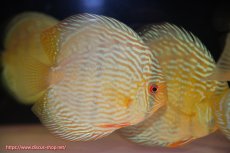 画像3: 【ウィンターセール クーポンご利用で更に10％OFF対象商品】【ワイルドディスカス】【通販】【未開の新産地個体】ラーゴサポ スーパーロイヤル【個体販売】12〜13cm（生体）ラーゴサポ産 (3)