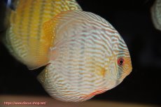 画像4: 【ウィンターセール クーポンご利用で更に10％OFF対象商品】【ワイルドディスカス】【通販】【未開の新産地個体】ラーゴサポ スーパーロイヤル【個体販売】12〜13cm（生体）ラーゴサポ産 (4)