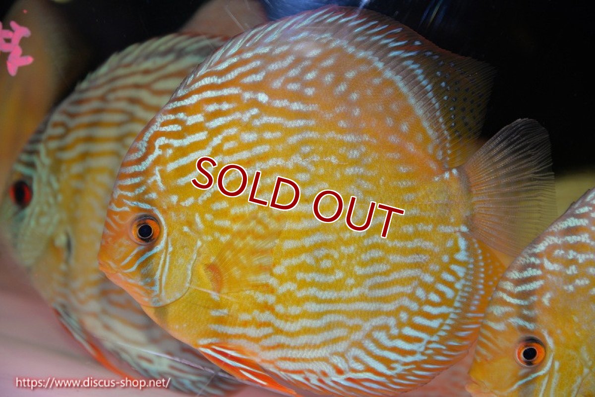 画像1: 【ワイルドディスカス】【通販】【未開の新産地個体】ラーゴサポ スーパーロイヤル（オレンジ目ー金目）【個体販売】15〜16cm（生体）ラーゴサポ産 (1)