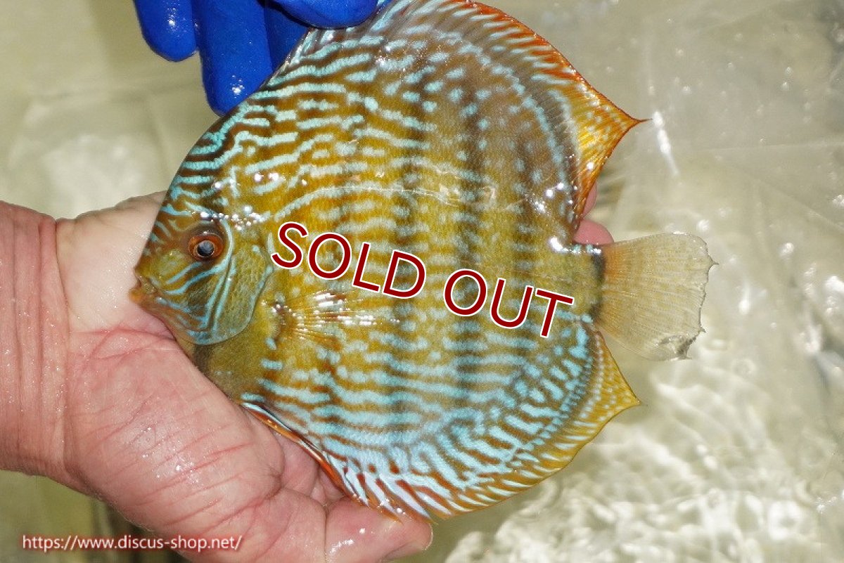 画像3: 【ワイルドディスカス】【通販】【未開の新産地個体】ラーゴサポ スーパーロイヤル（オレンジ目ー金目）【個体販売】15〜16cm（生体）ラーゴサポ産 (3)