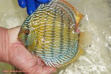 画像3: 【ワイルドディスカス】【通販】【未開の新産地個体】ラーゴサポ スーパーロイヤル（オレンジ目ー金目）【個体販売】15〜16cm（生体）ラーゴサポ産 (3)