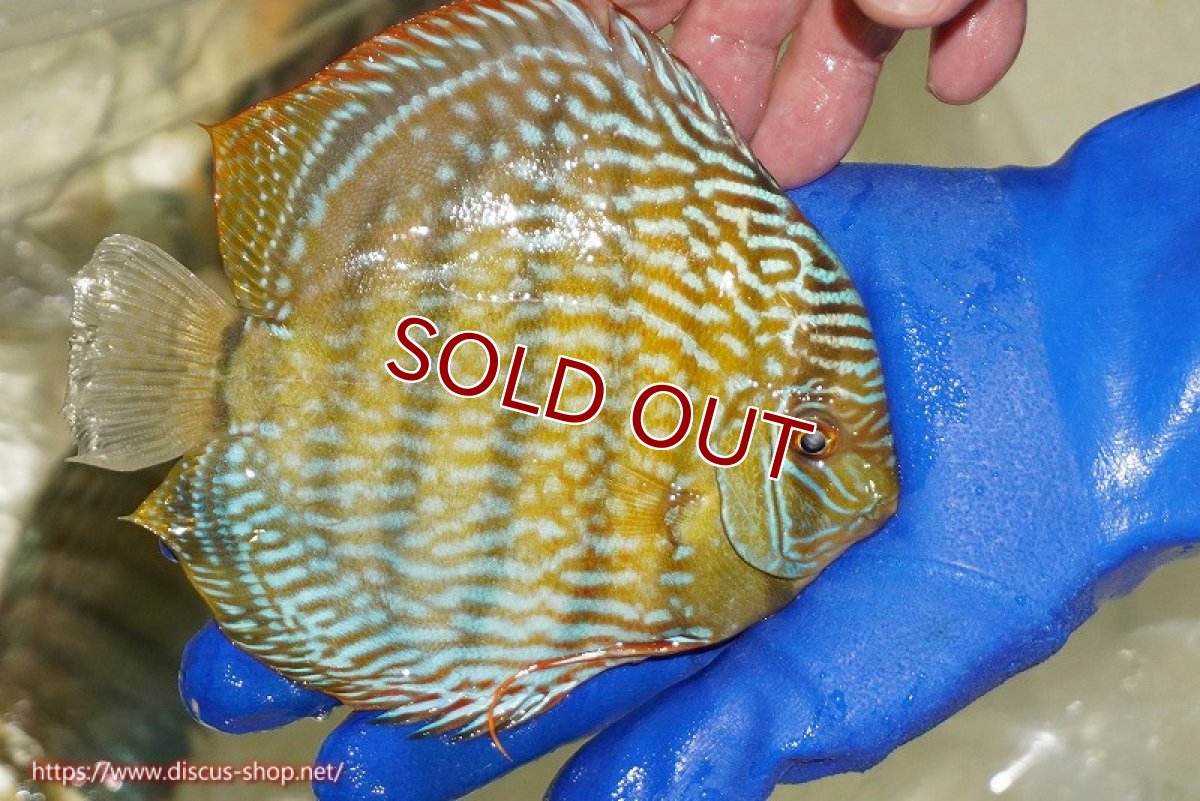 画像4: 【ワイルドディスカス】【通販】【未開の新産地個体】ラーゴサポ スーパーロイヤル（オレンジ目ー金目）【個体販売】15〜16cm（生体）ラーゴサポ産 (4)