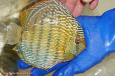 画像4: 【ワイルドディスカス】【通販】【未開の新産地個体】ラーゴサポ スーパーロイヤル（オレンジ目ー金目）【個体販売】15〜16cm（生体）ラーゴサポ産 (4)