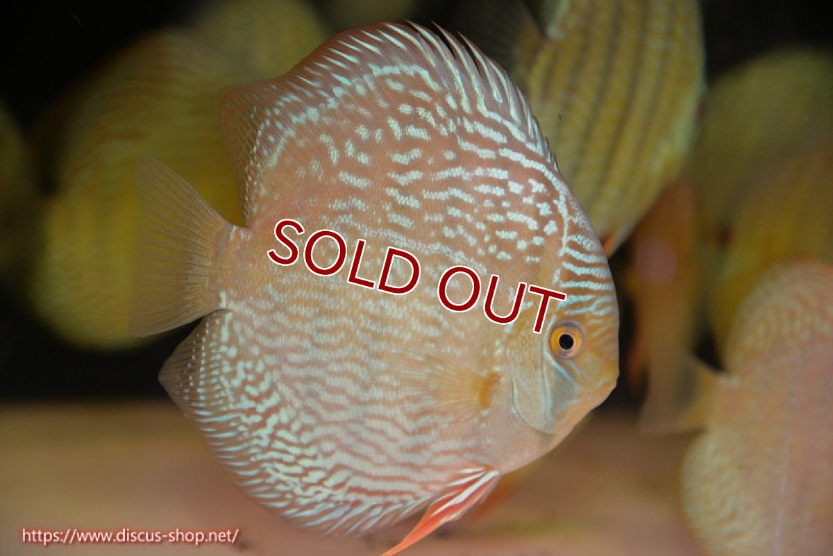 画像1: 【ウィンターセール クーポンご利用で更に10％OFF対象商品】【ワイルドディスカス】【通販】【未開の新産地個体】ラーゴサポ スーパーロイヤル（オレンジ目ー金目）【個体販売】15〜16cm（生体）ラーゴサポ産 (1)