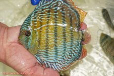 画像1: 【ワイルドディスカス】【通販】【未開の新産地個体】ラーゴサポ スーパーロイヤル【個体販売】15〜16cm（生体）ラーゴサポ産 (1)