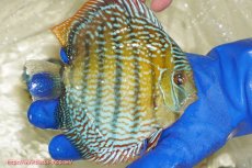 画像3: 【ウィンターセール クーポンご利用で更に10％OFF対象商品】【ワイルドディスカス】【通販】【未開の新産地個体】ラーゴサポ スーパーロイヤル（オレンジ目ー金目）【個体販売】15〜16cm（生体）ラーゴサポ産 (3)