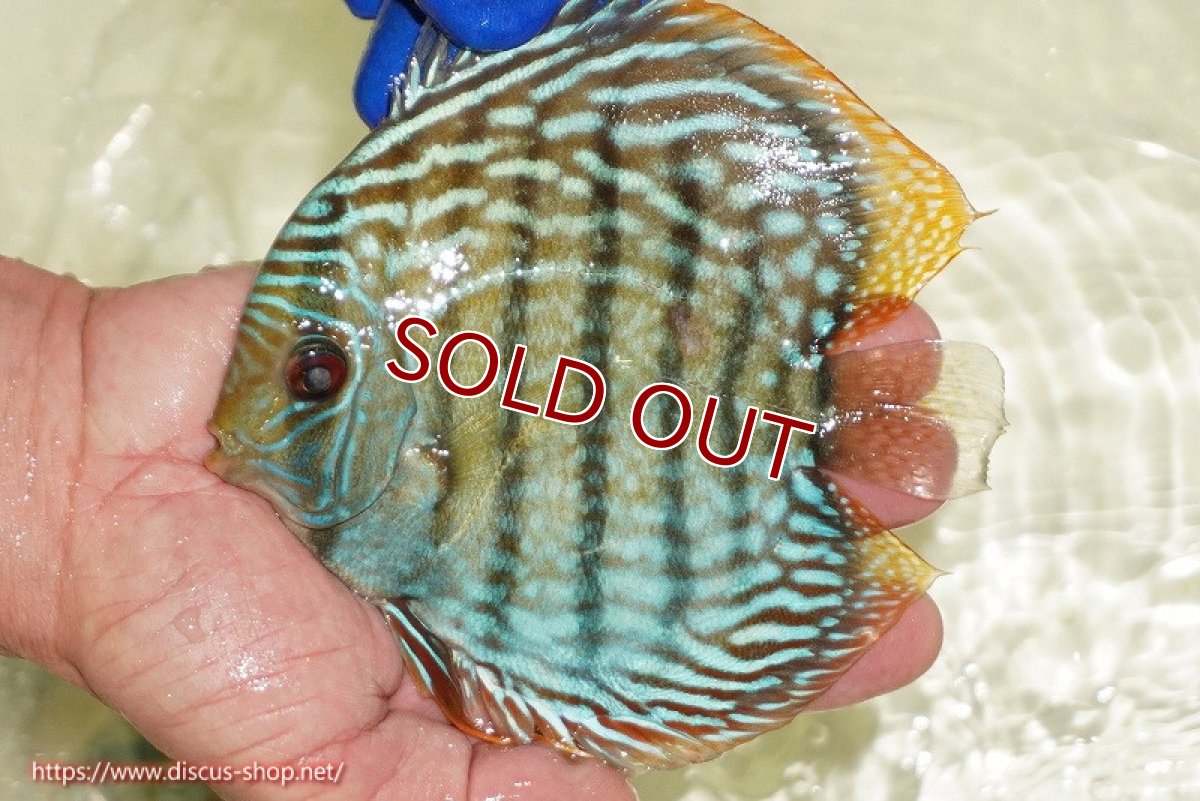 画像1: 【ウィンターセール クーポンご利用で更に10％OFF対象商品】【ワイルドディスカス】【通販】【未開の新産地個体】ラーゴサポ スーパーロイヤル【個体販売】13〜14cm（生体）ラーゴサポ産 (1)