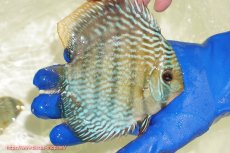 画像2: 【ワイルドディスカス】【通販】【未開の新産地個体】ラーゴサポ スーパーロイヤル【個体販売】12〜13cm（生体）ラーゴサポ産 (2)