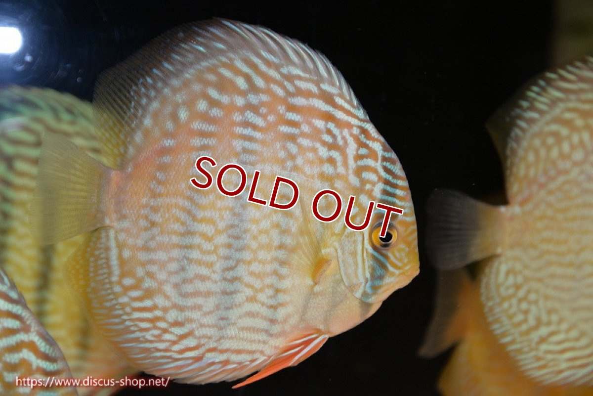 画像1: 【ウィンターセール クーポンご利用で更に10％OFF対象商品】【ワイルドディスカス】【通販】【未開の新産地個体】ラーゴサポ スーパーロイヤル（オレンジ目ー金目）【個体販売】12〜13cm（生体）ラーゴサポ産 (1)