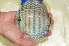 画像1: 【ワイルドディスカス】【通販】【未開の新産地個体】ラーゴサポ スーパーロイヤル【個体販売】12〜13cm（生体）ラーゴサポ産 (1)