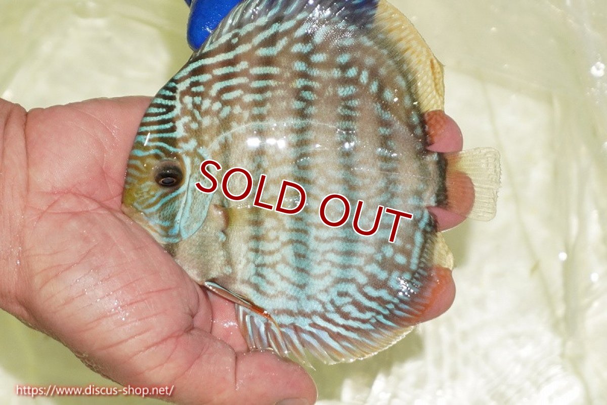 画像2: 【ウィンターセール クーポンご利用で更に10％OFF対象商品】【ワイルドディスカス】【通販】【未開の新産地個体】ラーゴサポ スーパーロイヤル（オレンジ目ー金目）【個体販売】12〜13cm（生体）ラーゴサポ産 (2)