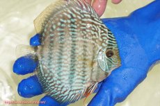 画像2: 【ワイルドディスカス】【通販】【未開の新産地個体】ラーゴサポ スーパーロイヤル【個体販売】12〜13cm（生体）ラーゴサポ産 (2)