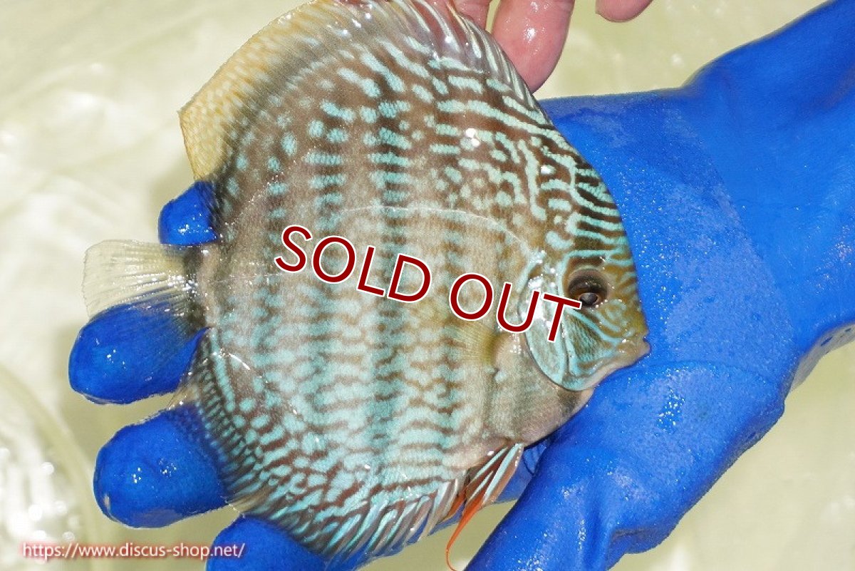 画像3: 【ウィンターセール クーポンご利用で更に10％OFF対象商品】【ワイルドディスカス】【通販】【未開の新産地個体】ラーゴサポ スーパーロイヤル（オレンジ目ー金目）【個体販売】12〜13cm（生体）ラーゴサポ産 (3)