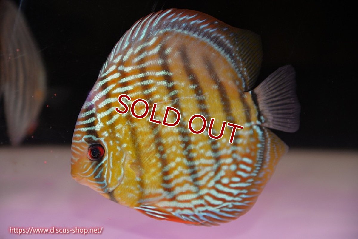 画像1: 【ワイルドディスカス】【通販】【未開の新産地個体】ラーゴサポ スーパーロイヤル【個体販売】14〜15cm（生体）ラーゴサポ産 (1)