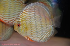 画像3: 【ウィンターセール クーポンご利用で更に10％OFF対象商品】【ワイルドディスカス】【通販】【未開の新産地個体】ラーゴサポ スーパーロイヤル【個体販売】14〜15cm（生体）ラーゴサポ産 (3)