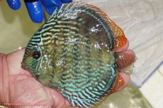 画像4: 【ウィンターセール クーポンご利用で更に10％OFF対象商品】【ワイルドディスカス】【通販】【未開の新産地個体】ラーゴサポ スーパーロイヤル【個体販売】14〜15cm（生体）ラーゴサポ産 (4)