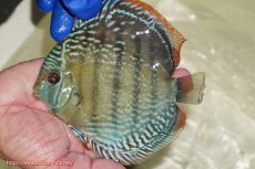 画像1: 【ワイルドディスカス】【通販】【未開の新産地個体】ラーゴサポ ミドルパールロイヤル【個体販売】15〜16cm（生体）ラーゴサポ産 (1)