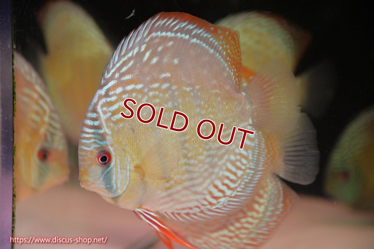 画像2: 【ワイルドディスカス】【通販】【未開の新産地個体】ラーゴサポ ミドルパールロイヤル【個体販売】15〜16cm（生体）ラーゴサポ産 (2)