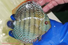 画像2: 【ワイルドディスカス】【通販】【未開の新産地個体】ラーゴサポ ミドルパールロイヤル【個体販売】15〜16cm（生体）ラーゴサポ産 (2)