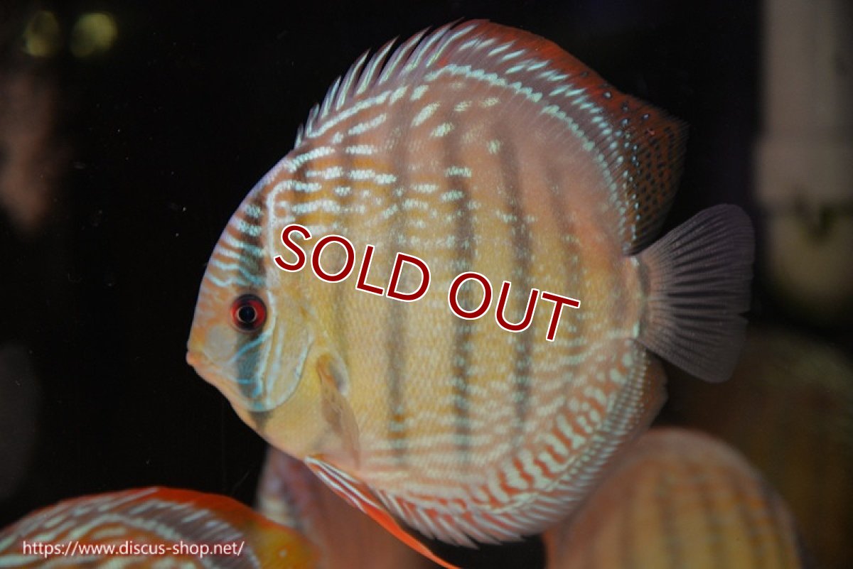 画像3: 【ワイルドディスカス】【通販】【未開の新産地個体】ラーゴサポ ミドルパールロイヤル【個体販売】15〜16cm（生体）ラーゴサポ産 (3)