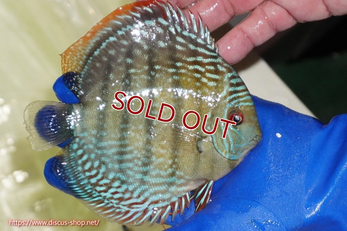 画像5: 【ワイルドディスカス】【通販】【未開の新産地個体】ラーゴサポ ミドルパールロイヤル【個体販売】15〜16cm（生体）ラーゴサポ産 (5)