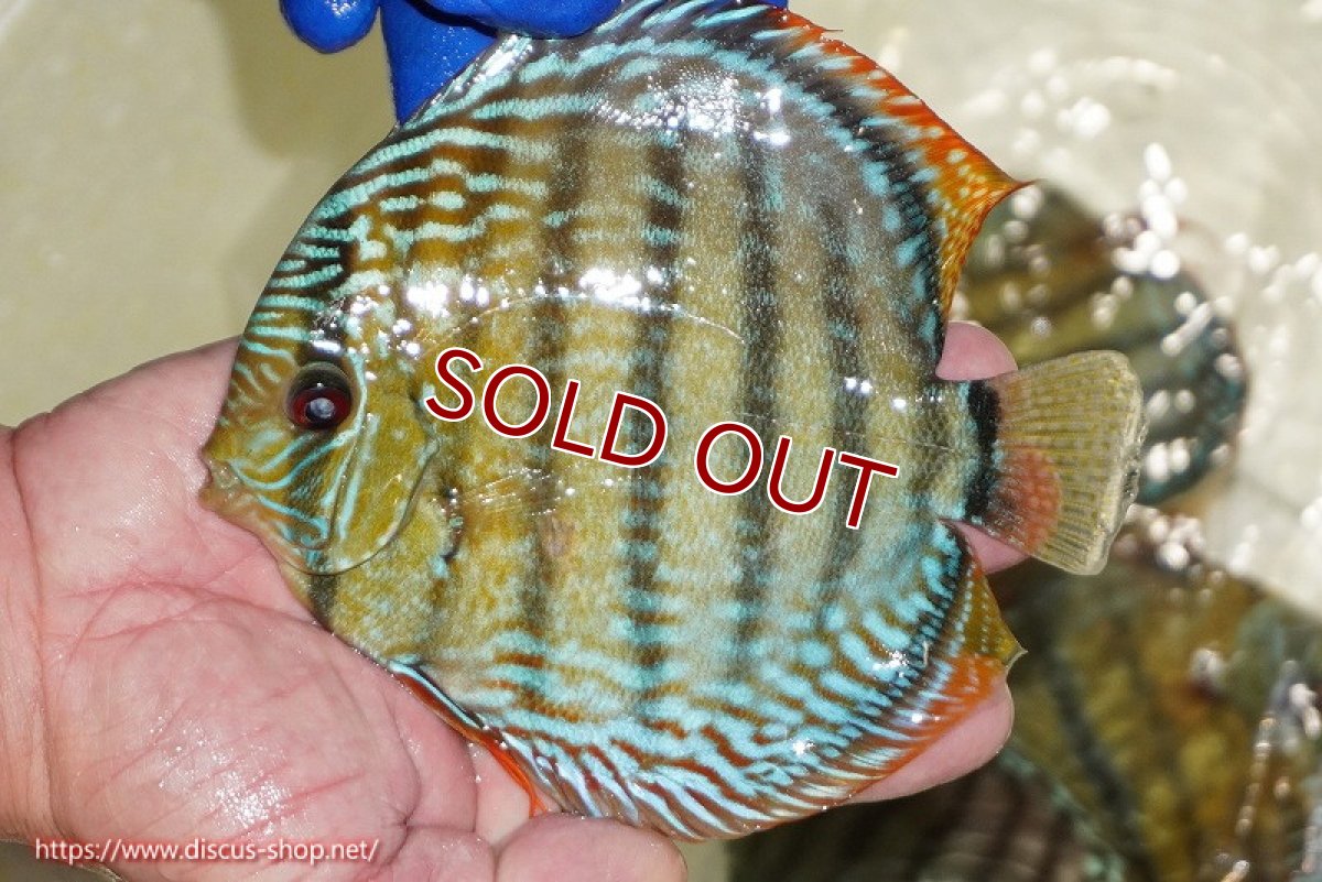 画像1: 【ワイルドディスカス】【通販】【未開の新産地個体】ラーゴサポ ミドルパールロイヤル【個体販売】15〜16cm（生体）ラーゴサポ産 (1)