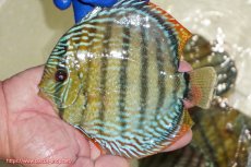 画像1: 【ワイルドディスカス】【通販】【未開の新産地個体】ラーゴサポ ミドルパールロイヤル【個体販売】15〜16cm（生体）ラーゴサポ産 (1)