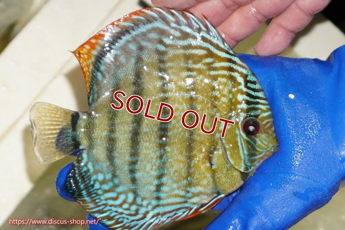 画像2: 【ワイルドディスカス】【通販】【未開の新産地個体】ラーゴサポ ミドルパールロイヤル【個体販売】15〜16cm（生体）ラーゴサポ産 (2)