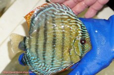 画像2: 【ワイルドディスカス】【通販】【未開の新産地個体】ラーゴサポ ミドルパールロイヤル【個体販売】15〜16cm（生体）ラーゴサポ産 (2)