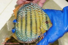 画像2: 【ワイルドディスカス】【通販】【未開の新産地個体】ラーゴサポ ミドルパールロイヤル【個体販売】15〜16cm（生体）ラーゴサポ産 (2)