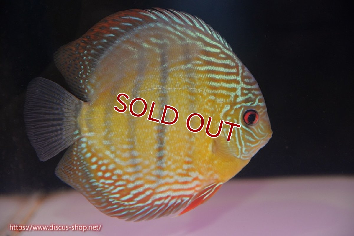 画像1: 【ワイルドディスカス】【通販】【未開の新産地個体】ラーゴサポ ミドルパールロイヤル【個体販売】15〜16cm（生体）ラーゴサポ産 (1)