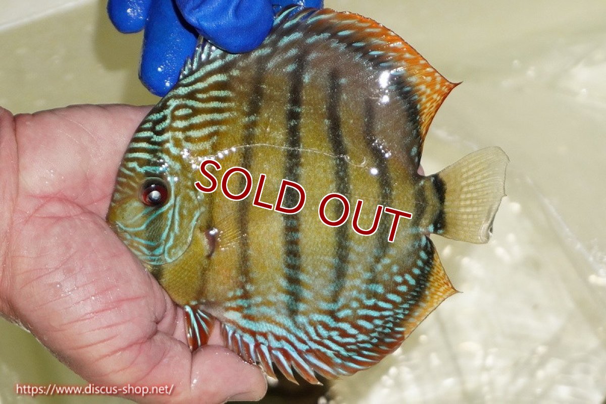 画像2: 【ワイルドディスカス】【通販】【未開の新産地個体】ラーゴサポ ミドルパールロイヤル【個体販売】15〜16cm（生体）ラーゴサポ産 (2)