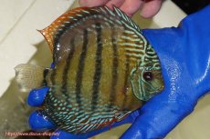 画像3: 【ウィンターセール クーポンご利用で更に10％OFF対象商品】【ワイルドディスカス】【通販】【未開の新産地個体】ラーゴサポ ミドルパールロイヤル【個体販売】15〜16cm（生体）ラーゴサポ産 (3)