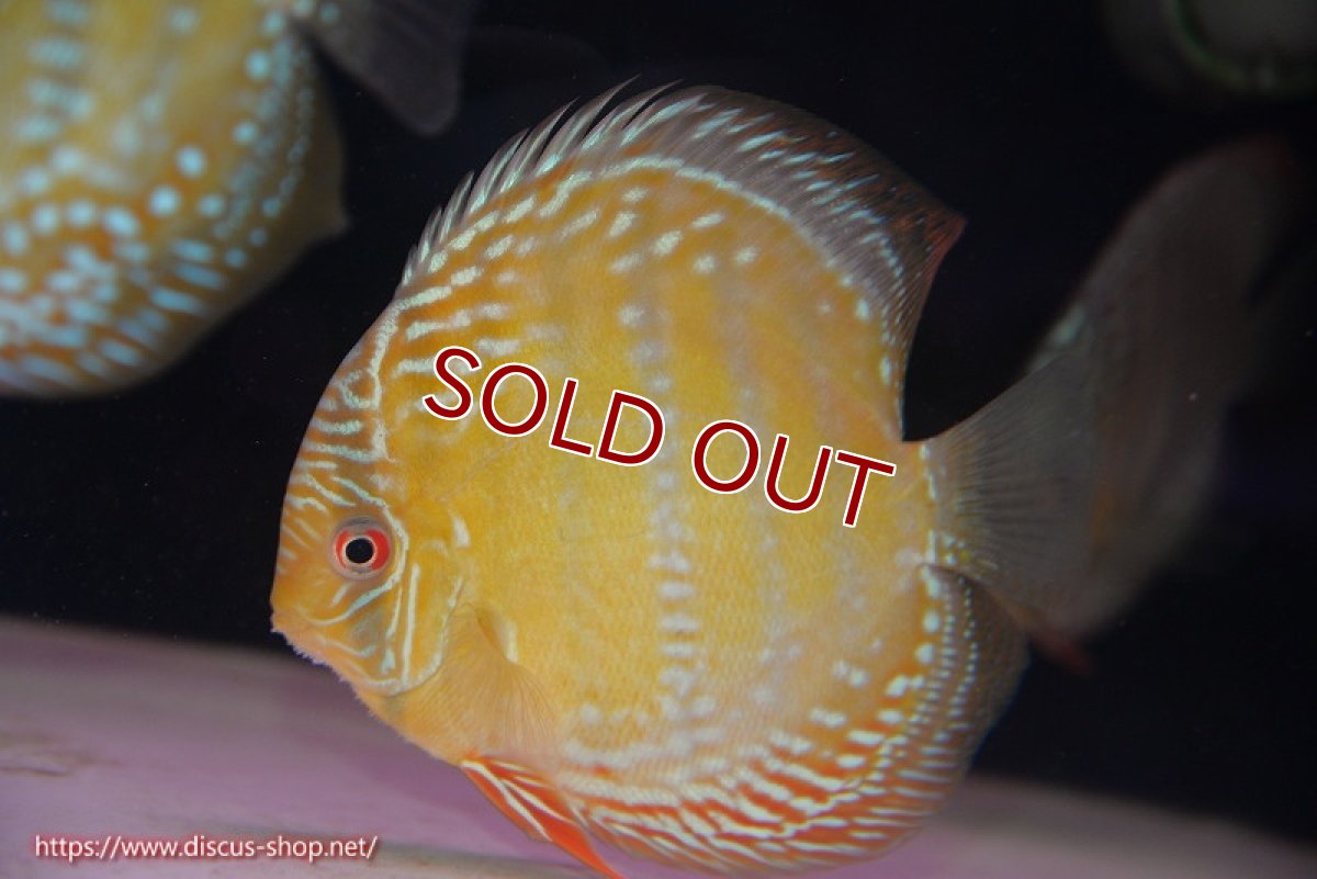 画像1: 【ワイルドディスカス】【通販】【未開の新産地個体】ラーゴサポ ミドルパールロイヤル【個体販売】15〜16cm（生体）ラーゴサポ産 (1)