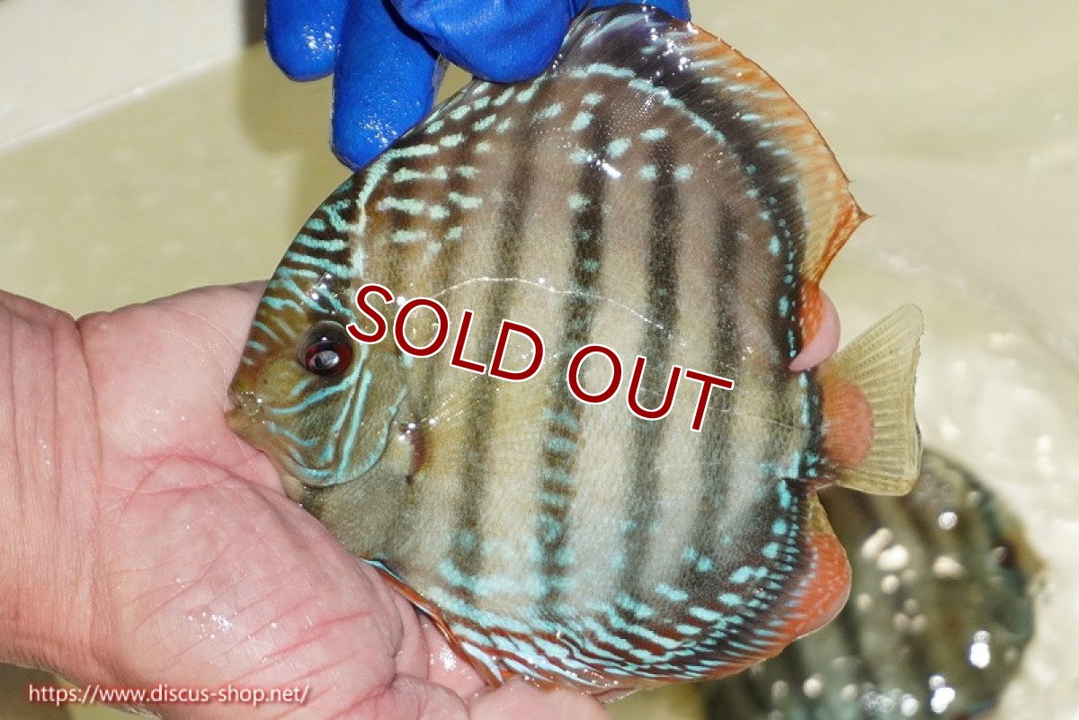 画像2: 【ワイルドディスカス】【通販】【未開の新産地個体】ラーゴサポ ミドルパールロイヤル【個体販売】15〜16cm（生体）ラーゴサポ産 (2)