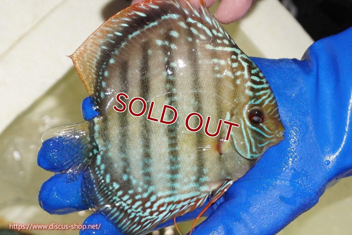 画像3: 【ワイルドディスカス】【通販】【未開の新産地個体】ラーゴサポ ミドルパールロイヤル【個体販売】15〜16cm（生体）ラーゴサポ産 (3)