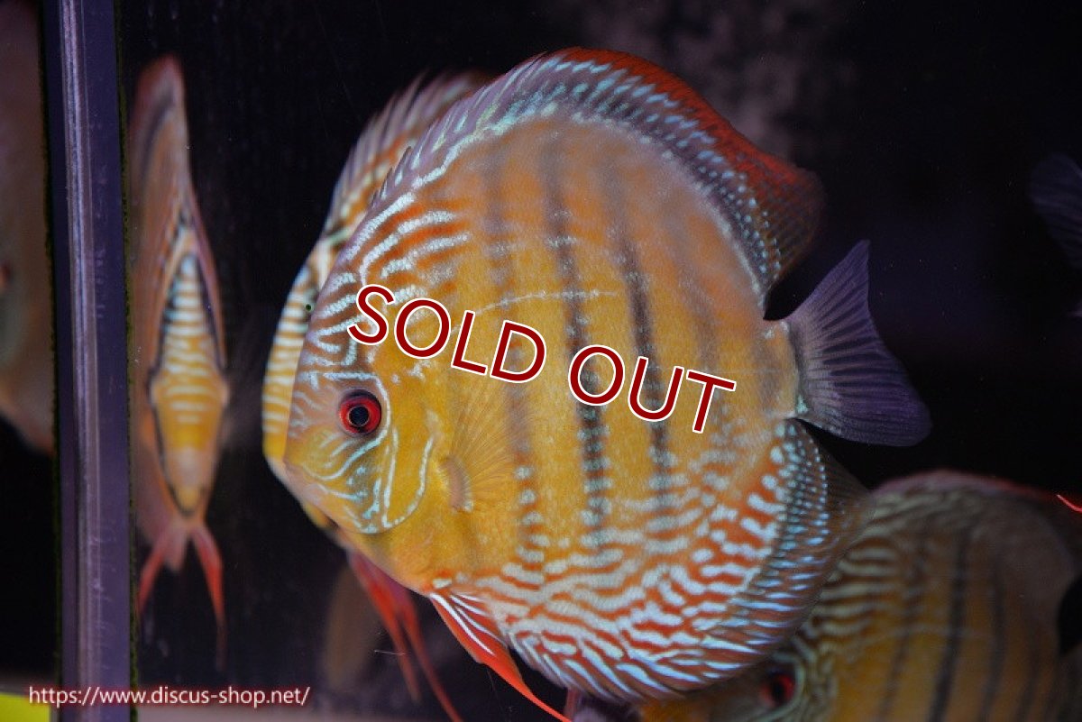 画像1: 【ウィンターセール クーポンご利用で更に10％OFF対象商品】【ワイルドディスカス】【通販】【未開の新産地個体】ラーゴサポ ミドルパールロイヤル【個体販売】15〜16cm（生体）ラーゴサポ産 (1)