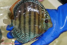 画像2: 【ワイルドディスカス】【通販】【未開の新産地個体】ラーゴサポ ミドルパールロイヤル【個体販売】15〜16cm（生体）ラーゴサポ産 (2)