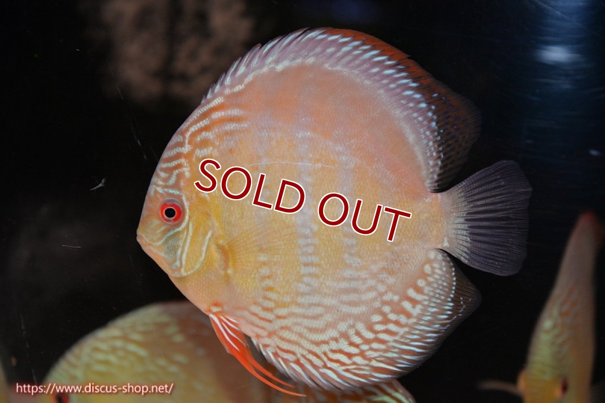 画像3: 【ウィンターセール クーポンご利用で更に10％OFF対象商品】【ワイルドディスカス】【通販】【未開の新産地個体】ラーゴサポ ミドルパールロイヤル【個体販売】15〜16cm（生体）ラーゴサポ産 (3)