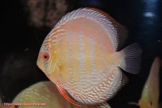 画像3: 【ウィンターセール クーポンご利用で更に10％OFF対象商品】【ワイルドディスカス】【通販】【未開の新産地個体】ラーゴサポ ミドルパールロイヤル【個体販売】15〜16cm（生体）ラーゴサポ産 (3)