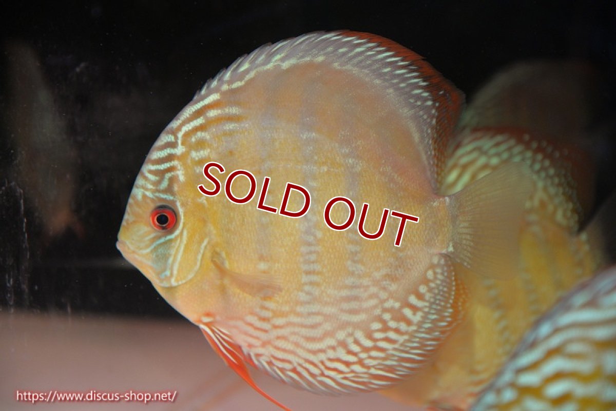 画像4: 【ウィンターセール クーポンご利用で更に10％OFF対象商品】【ワイルドディスカス】【通販】【未開の新産地個体】ラーゴサポ ミドルパールロイヤル【個体販売】15〜16cm（生体）ラーゴサポ産 (4)