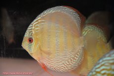 画像4: 【ウィンターセール クーポンご利用で更に10％OFF対象商品】【ワイルドディスカス】【通販】【未開の新産地個体】ラーゴサポ ミドルパールロイヤル【個体販売】15〜16cm（生体）ラーゴサポ産 (4)