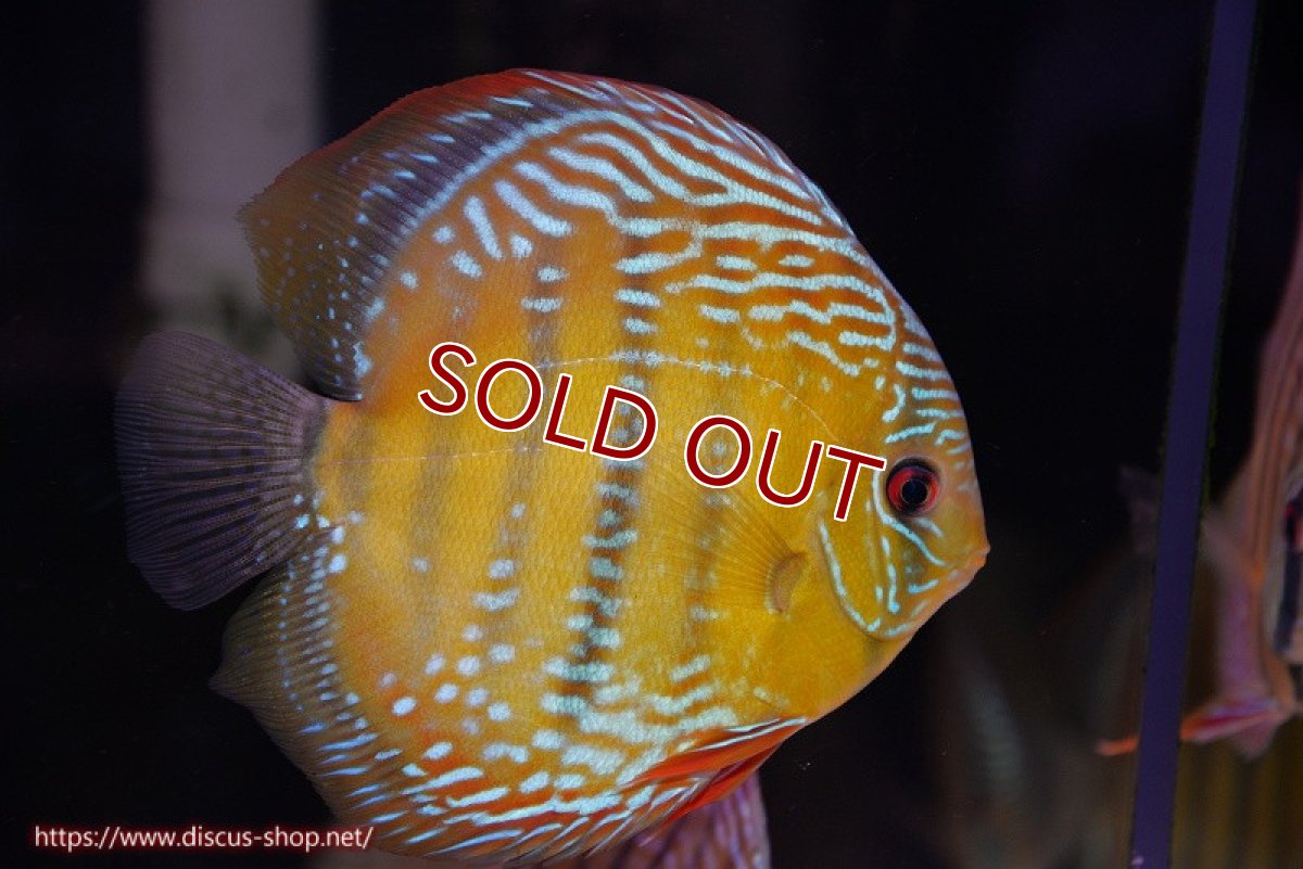 画像1: 【ワイルドディスカス】【通販】【未開の新産地個体】ラーゴサポ ミドルパールロイヤル【個体販売】15〜16cm（生体）ラーゴサポ産 (1)