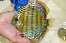 画像1: 【ワイルドディスカス】【通販】【未開の新産地個体】ラーゴサポ ミドルパールロイヤル【個体販売】15〜16cm（生体）ラーゴサポ産 (1)