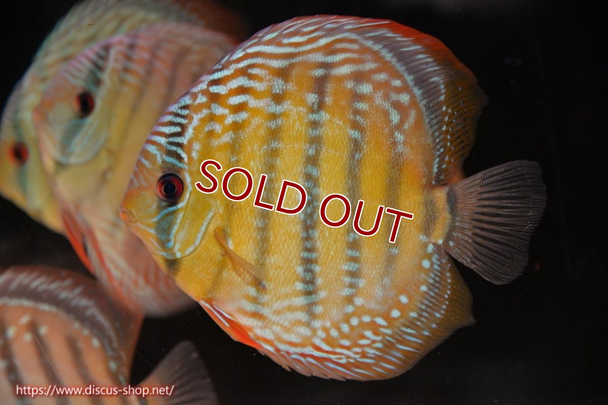 画像3: 【ワイルドディスカス】【通販】【未開の新産地個体】ラーゴサポ ミドルパールロイヤル【個体販売】15〜16cm（生体）ラーゴサポ産 (3)