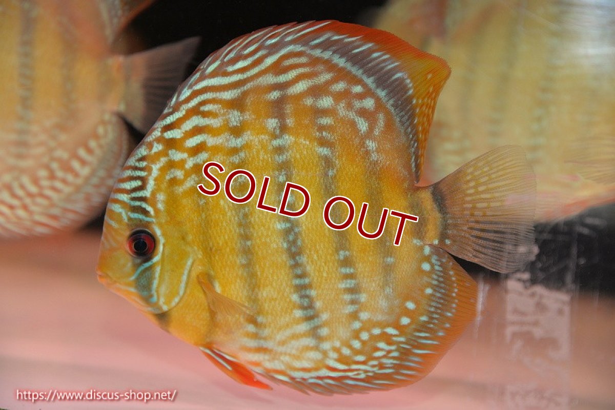 画像4: 【ワイルドディスカス】【通販】【未開の新産地個体】ラーゴサポ ミドルパールロイヤル【個体販売】15〜16cm（生体）ラーゴサポ産 (4)