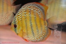 画像4: 【ワイルドディスカス】【通販】【未開の新産地個体】ラーゴサポ ミドルパールロイヤル【個体販売】15〜16cm（生体）ラーゴサポ産 (4)