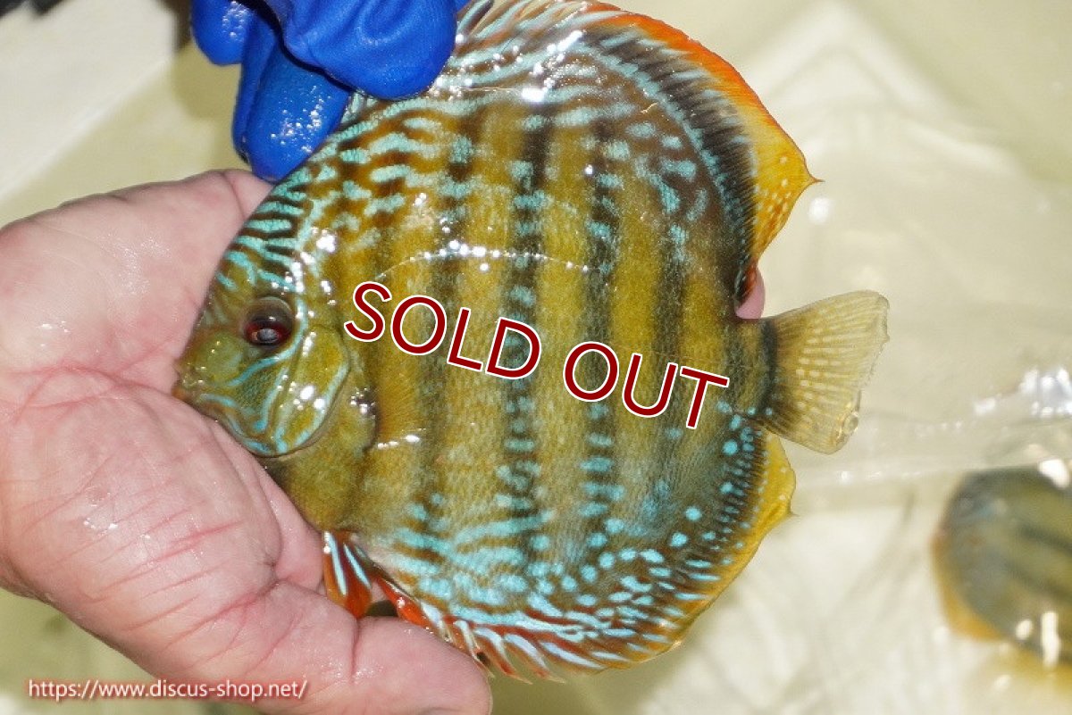 画像5: 【ワイルドディスカス】【通販】【未開の新産地個体】ラーゴサポ ミドルパールロイヤル【個体販売】15〜16cm（生体）ラーゴサポ産 (5)